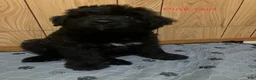 Bouvier Des Flandres dogs for sale: Bouvier Des Flandres 5 - Ad 2