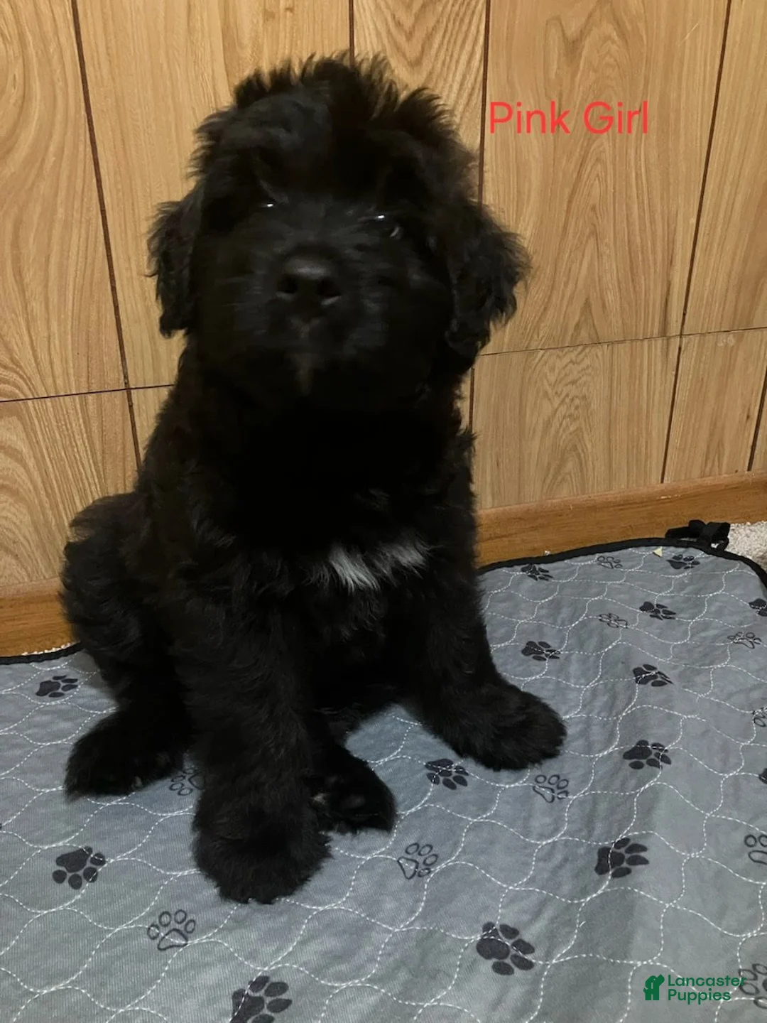 Bouvier Des Flandres dogs for sale: Bouvier Des Flandres 5 - Ad 2