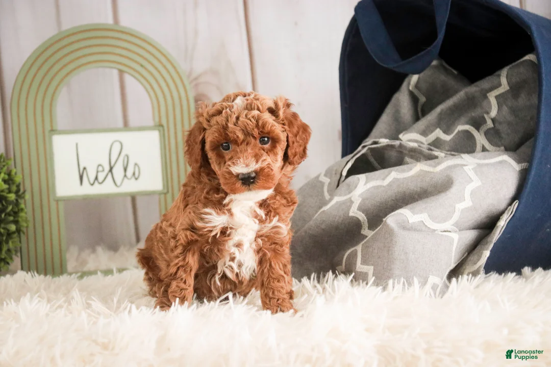Miniature Poodle dogs for sale: Jasper - Ad 3