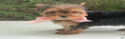 Biewer Terrier dogs for sale: Inka - Ad 9