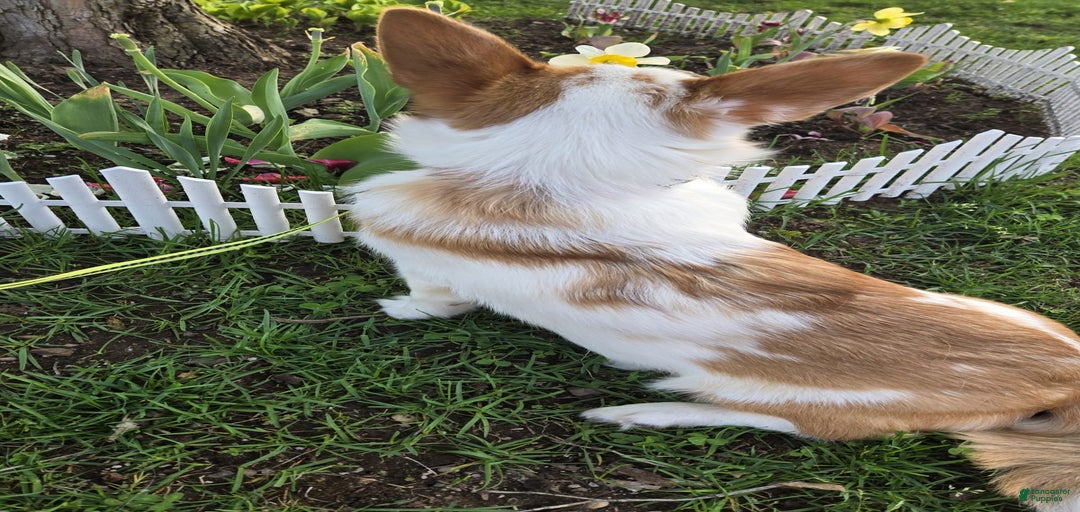 Gallery Image {{count}}