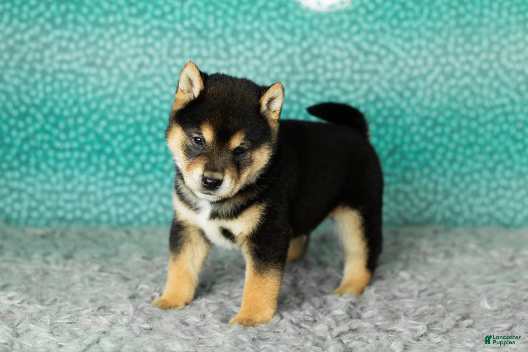Shiba Inu dogs for sale: Anson  - Ad 1