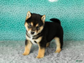 Shiba Inu dogs Anson - Ad 29