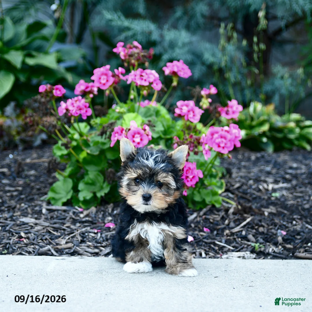 Yorkshire Terrier dogs for sale: Baxter - Ad 2