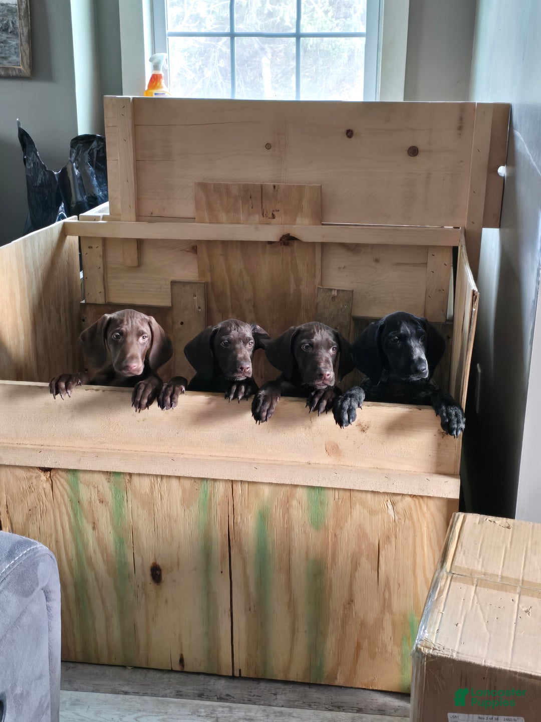 German Shorthaired Pointer dogs for sale: German Shorthaired Pointer Puppy 3 - Ad 4