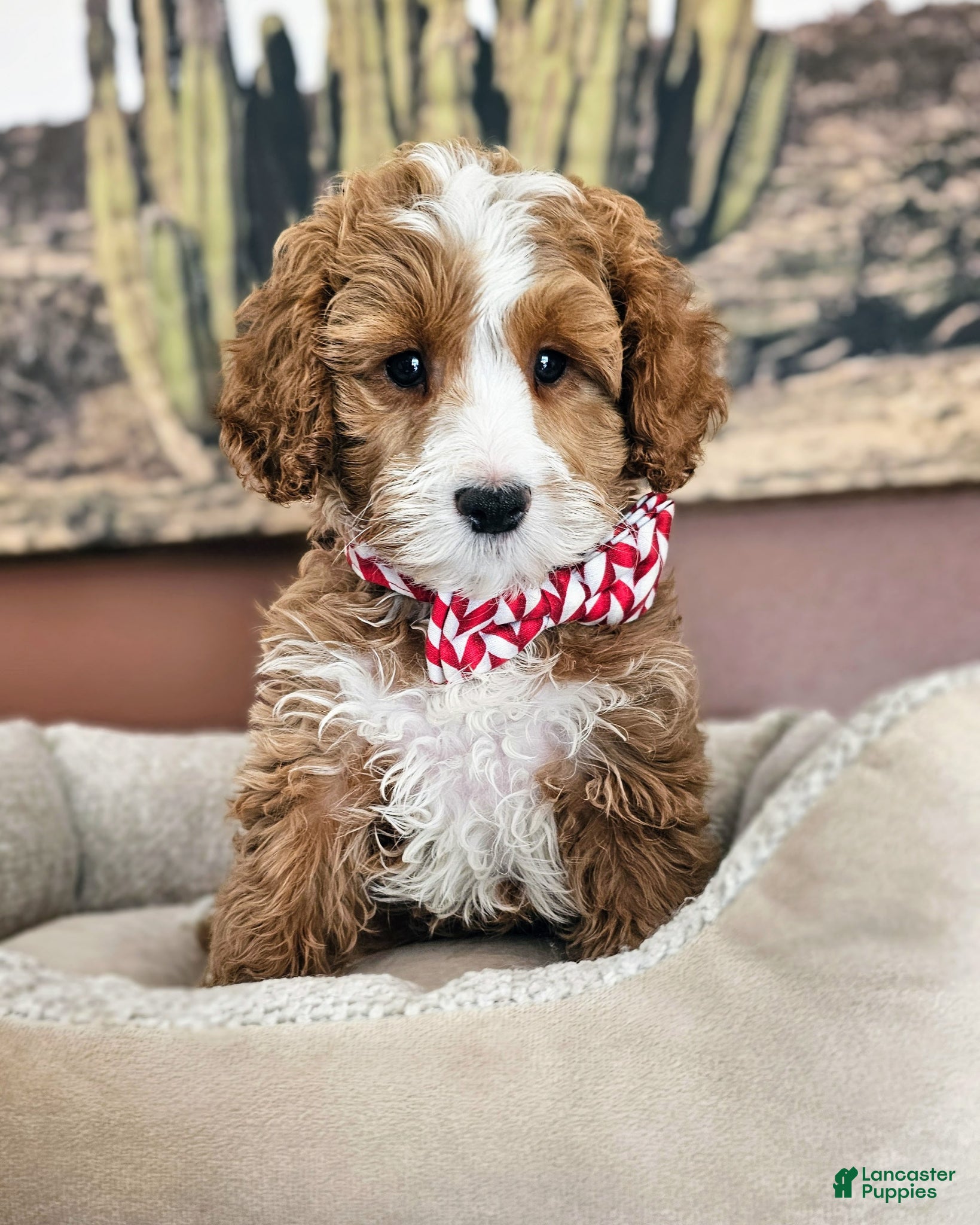 Cavapoo dogs Sprout F2 Cavapoo - Ad 14