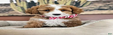 Sprout F2 Cavapoo