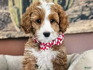 Cavapoo dogs Sprout F2 Cavapoo - Ad 14