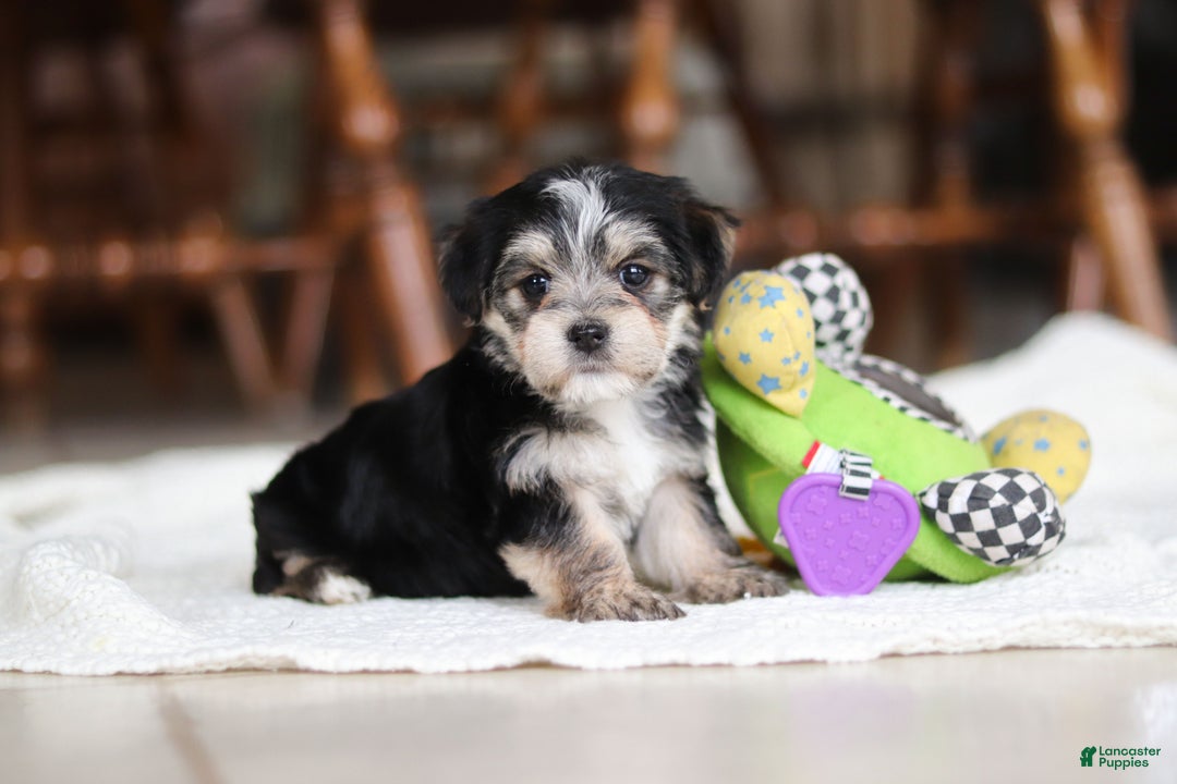 Morkie dogs for sale: Nora - Ad 9