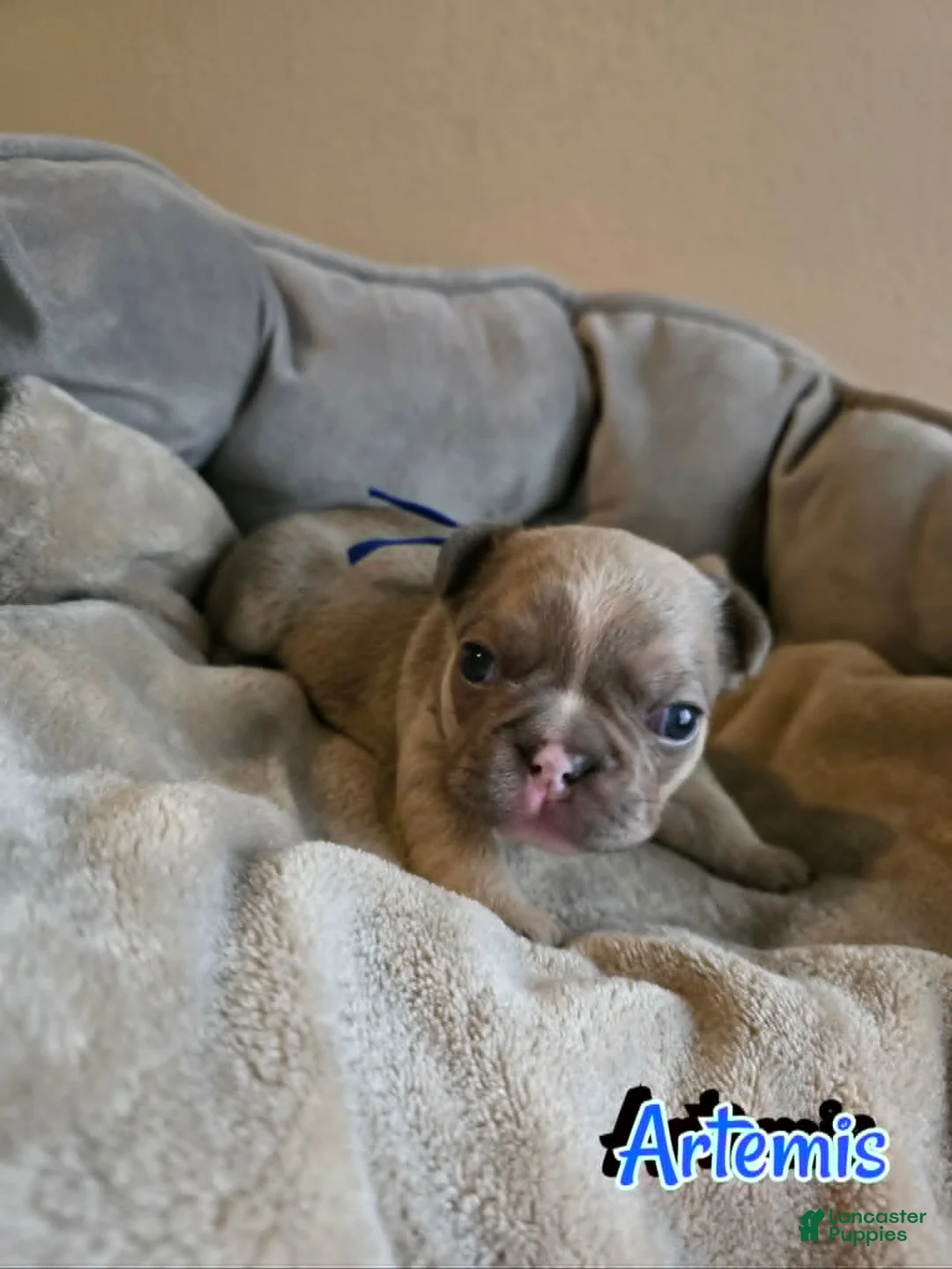 French Bulldog dogs for sale: Artemis - Ad 2