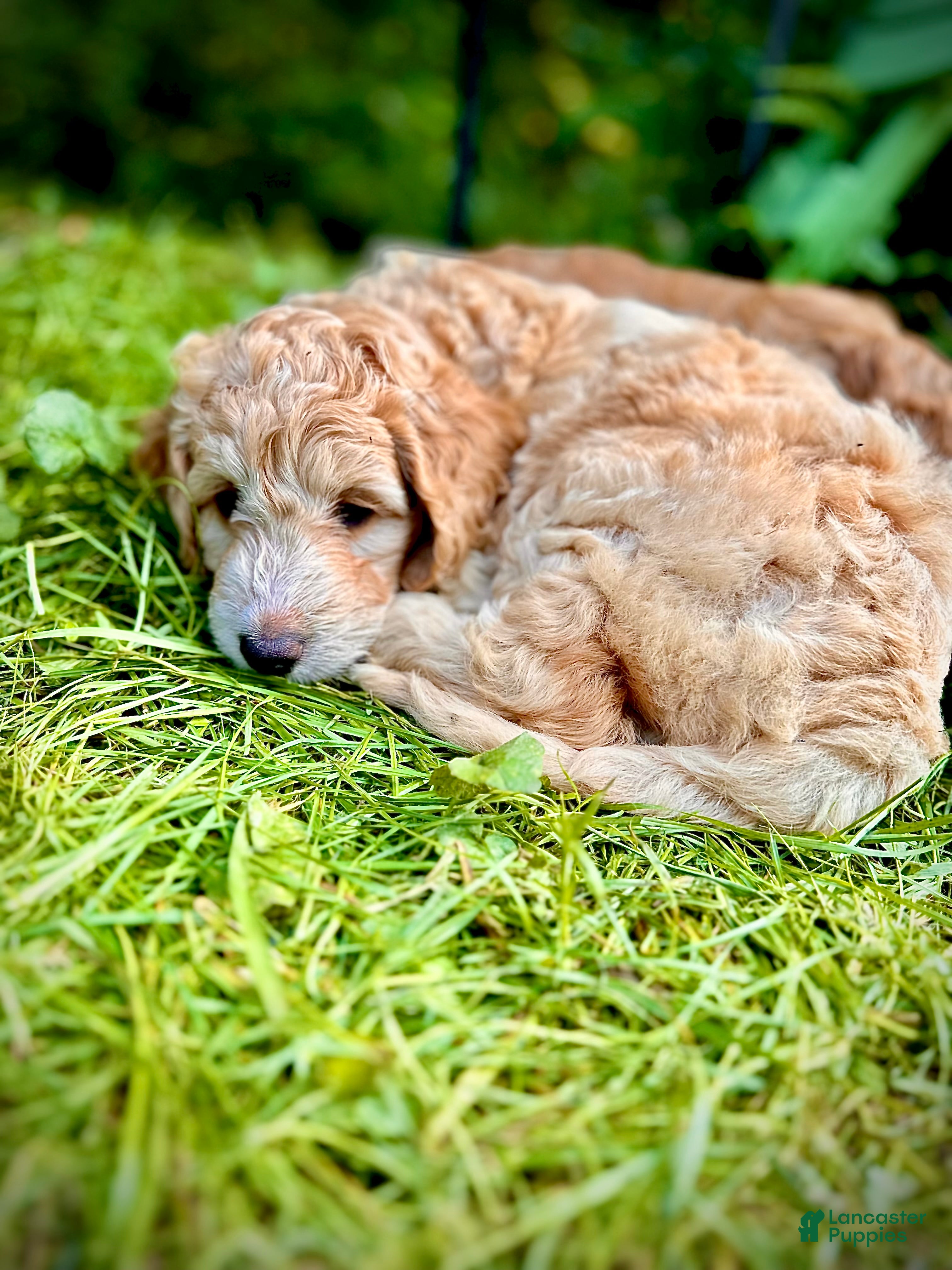 Irish Doodle dogs 🌼 Daisy  - Ad 8