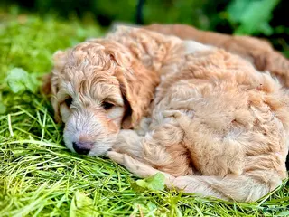 Irish Doodle dogs 🌼 Daisy - Ad 8
