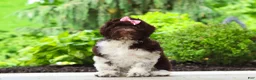 Portuguese Water Dog dogs for sale: Lily - Ad 3