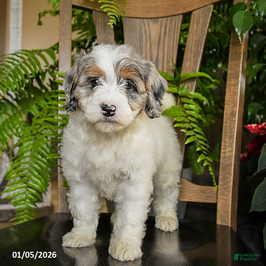 Mini Bernedoodle dogs Truffles - Ad 18