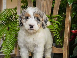 Mini Bernedoodle dogs Truffles - Ad 12