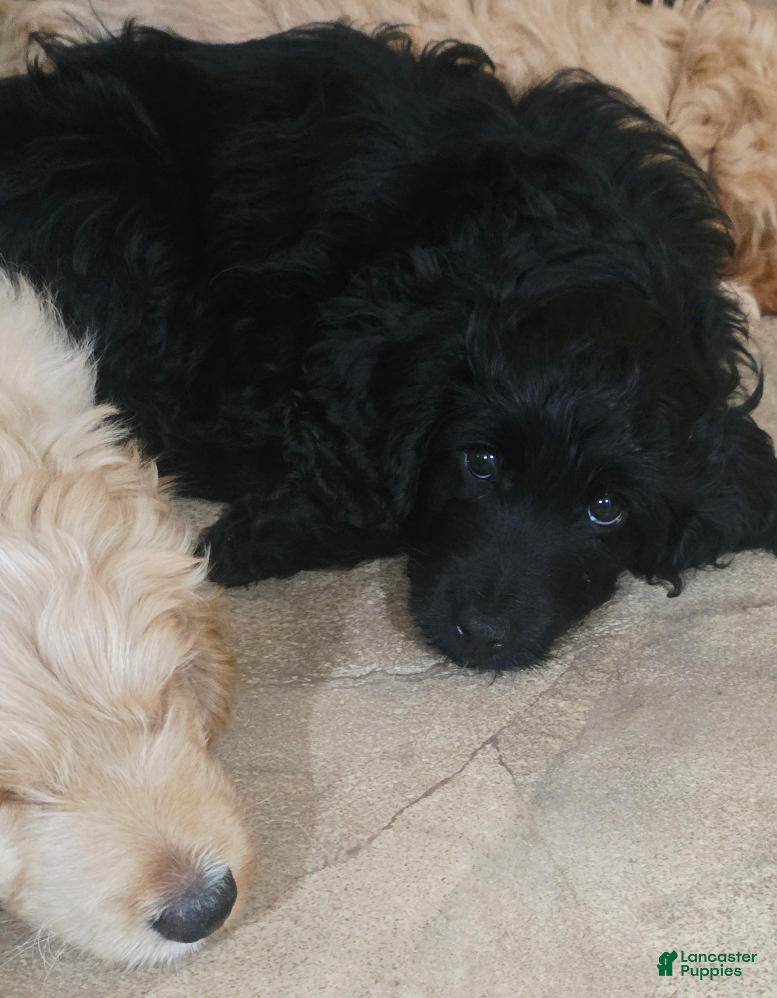 Mini Goldendoodle dogs Sebri - Ad 1