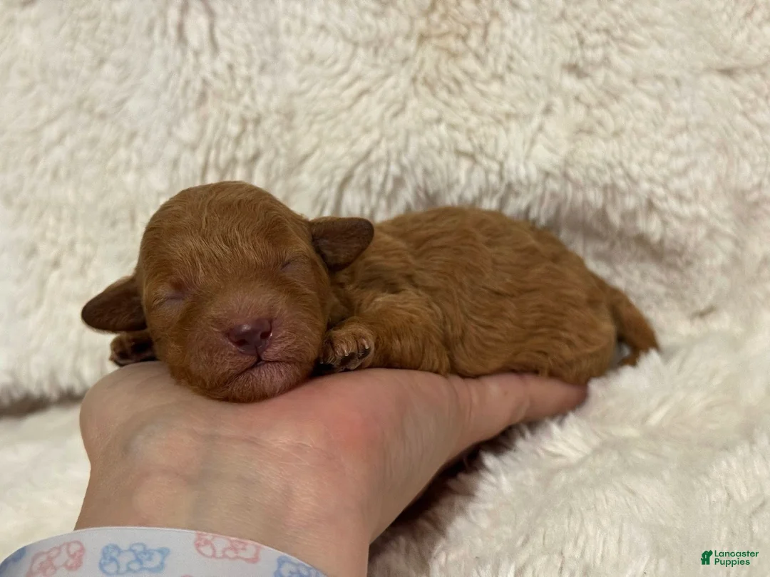 Toy Poodle dogs for sale: Peach - Ad 4