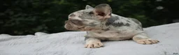 French Bulldog dogs for sale: OREO - Ad 3