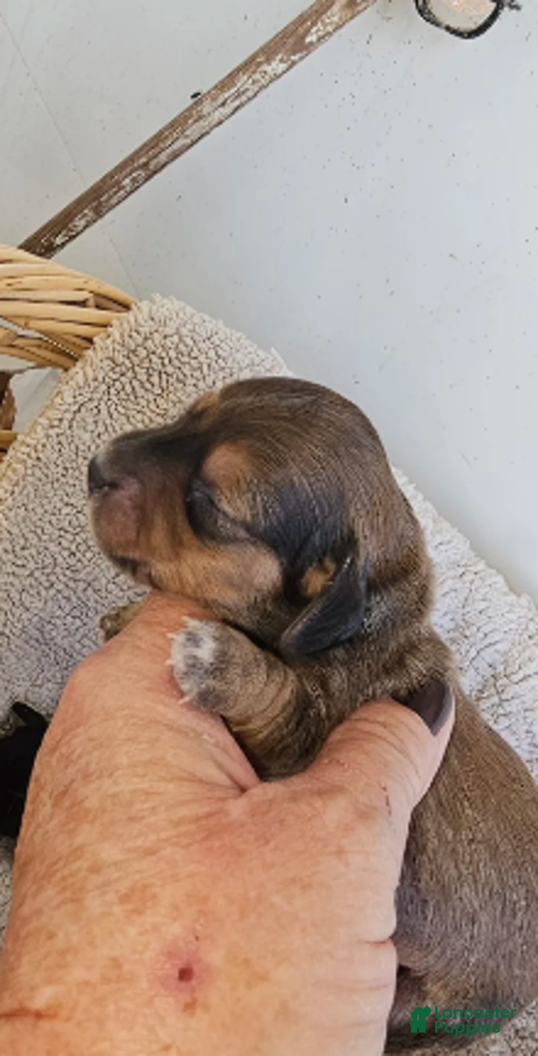 Miniature Dachshund dogs for sale: Duce Long haired - Ad 4