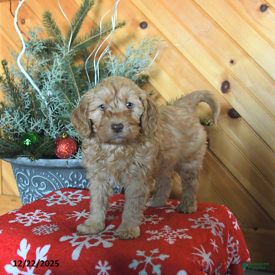 Mini Goldendoodle dogs for sale: Sookie - Ad 4