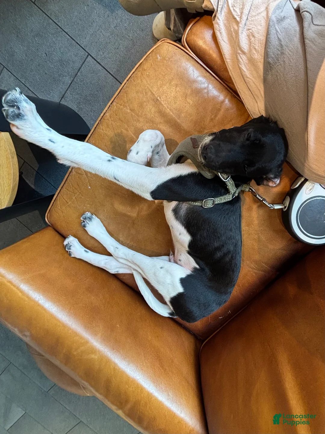 Mixed Breed dogs for sale: Bear - Ad 6