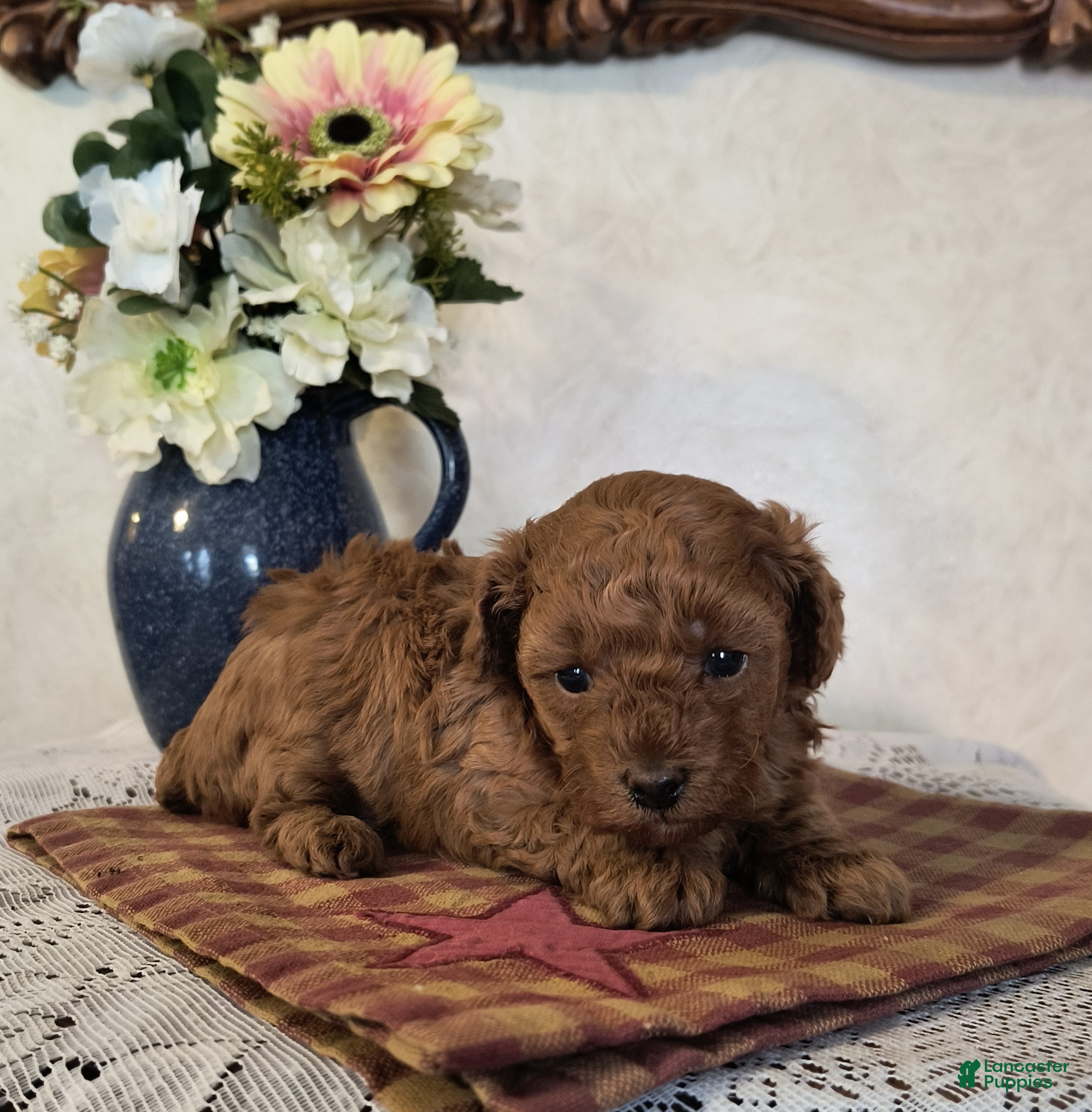 Toy Poodle dogs Kate - Ad 24