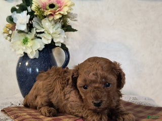 Toy Poodle dogs Kate - Ad 37