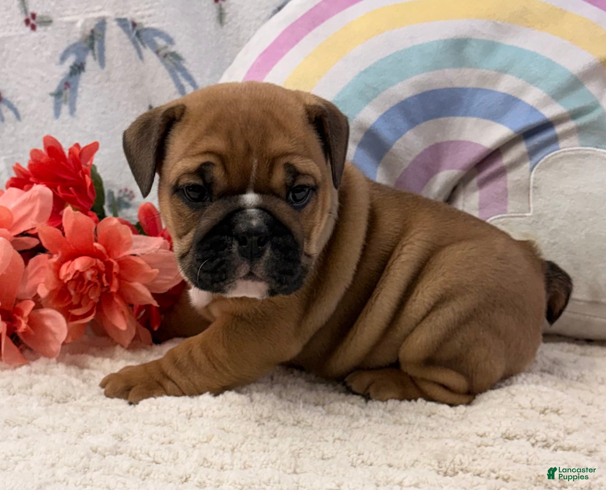 English Bulldog dogs Maci - Ad 1