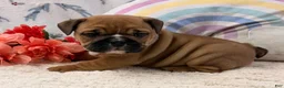 English Bulldog dogs for sale: Maci - Ad 1