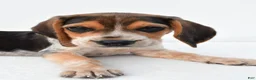 Beagle dogs for sale: Andy - Ad 5
