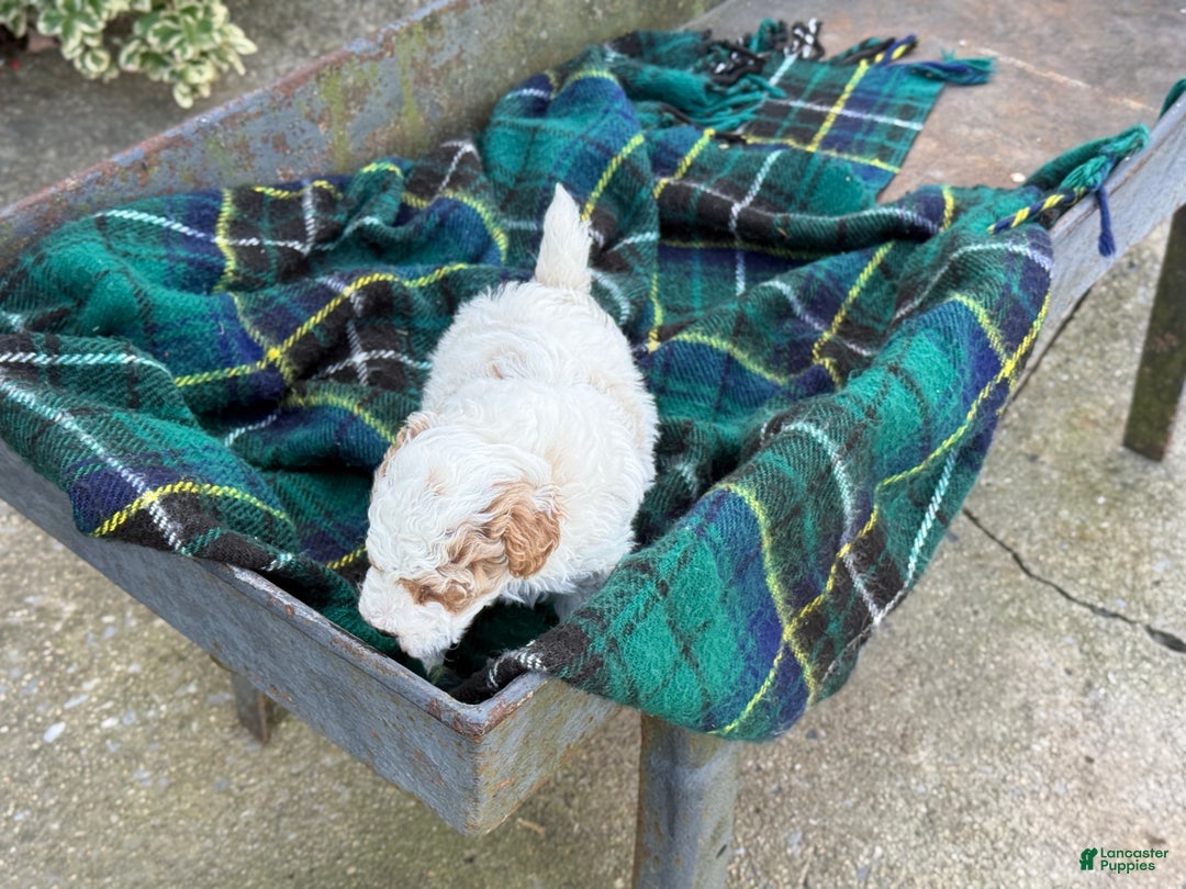 Toy Poodle dogs for sale: Cocoa - Ad 6