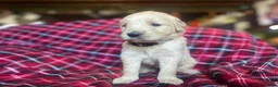 Golden Retriever dogs for sale: Lucas - Ad 18