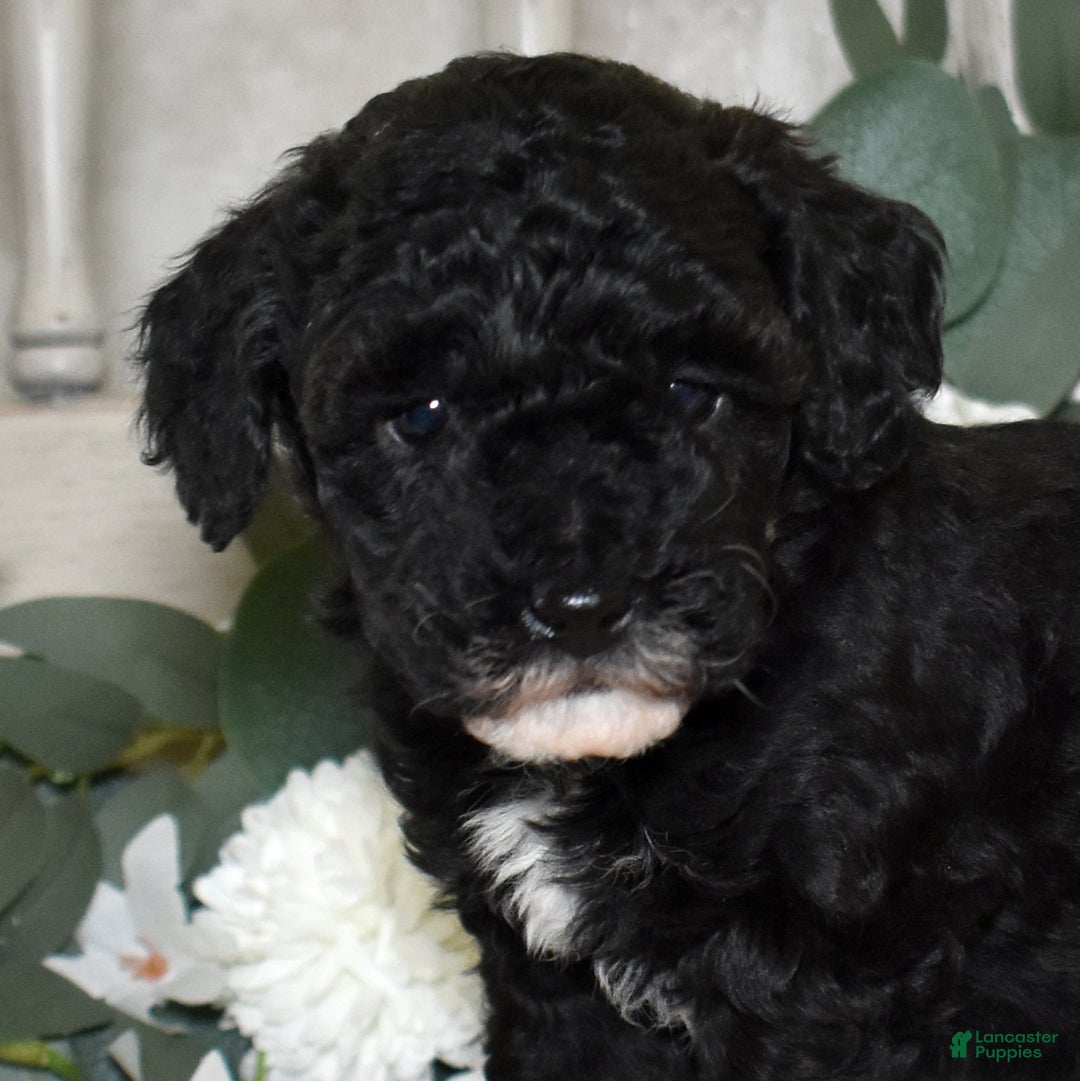 Miniature Poodle dogs for sale: Jasper  - Ad 1