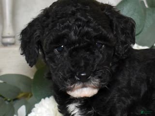 Miniature Poodle dogs Jasper - Ad 13