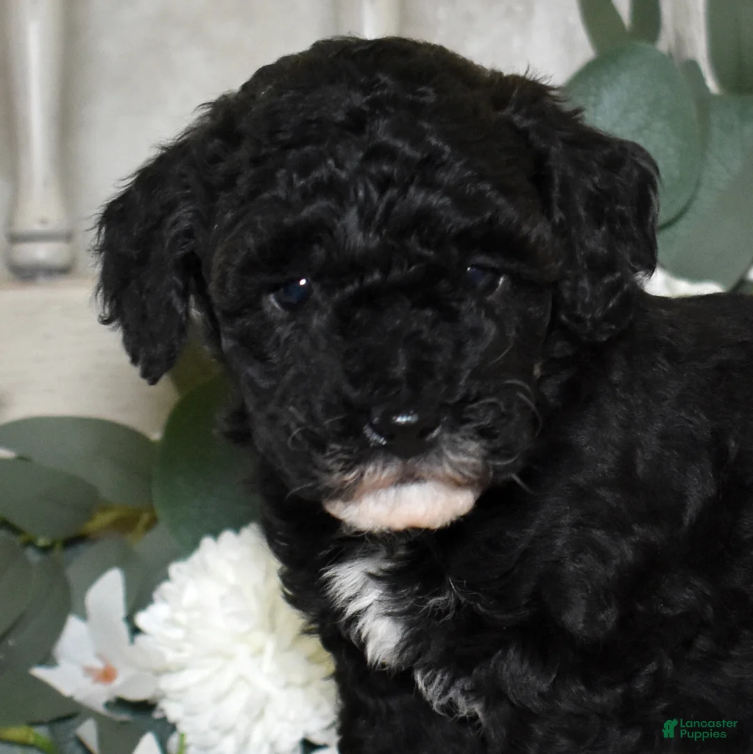 Miniature Poodle dogs for sale: Jasper  - Ad 1