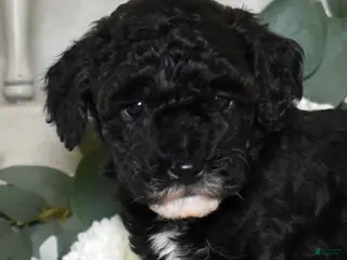Miniature Poodle dogs Jasper - Ad 10