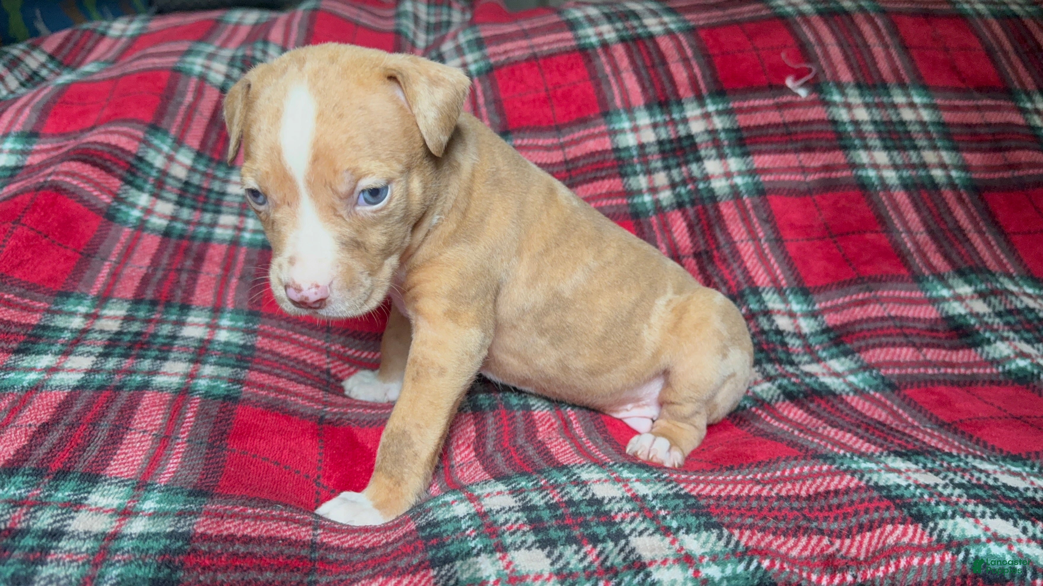 American Bully dogs American Bully 2 - Ad 37