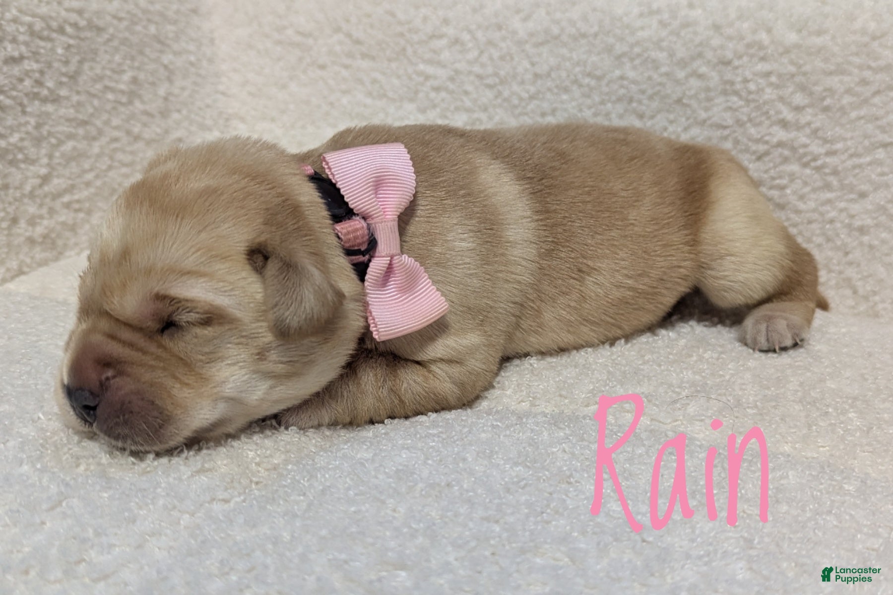 Labrador Retriever dogs Rain - Ad 1