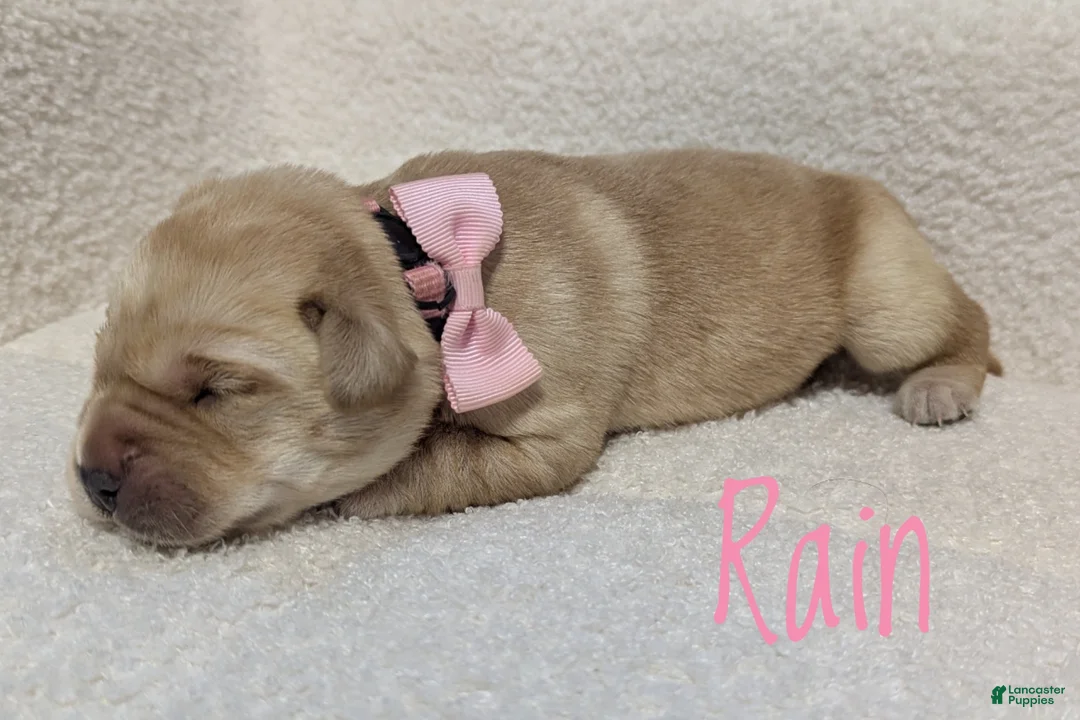 Labrador Retriever dogs for sale: Rain - Ad 1