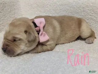 Labrador Retriever dogs for sale: Rain - Ad 2