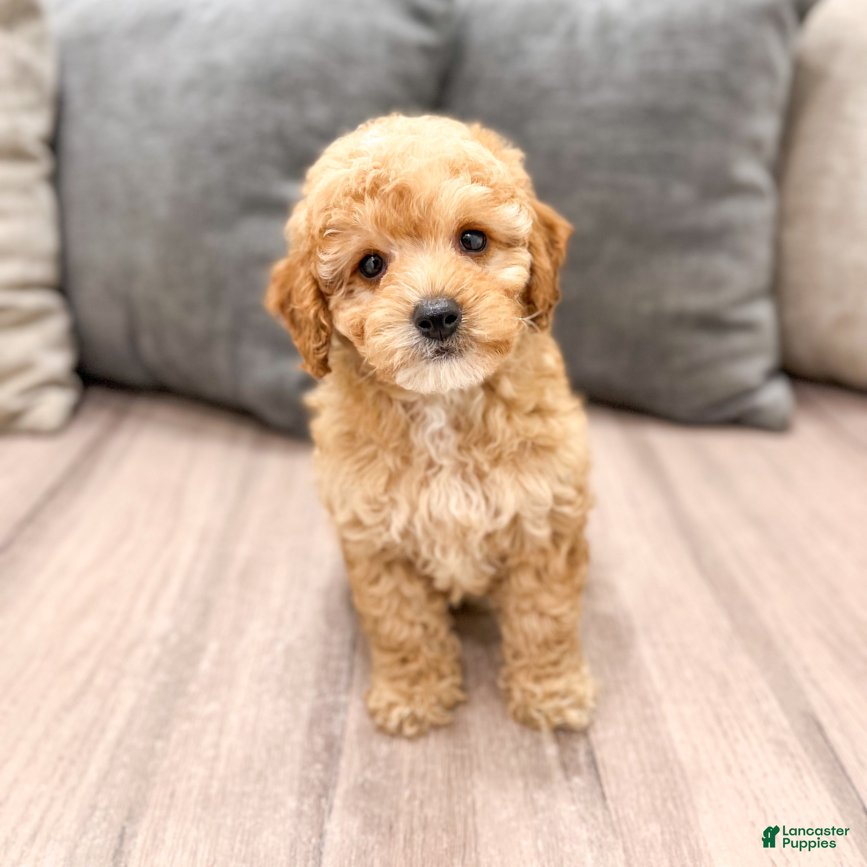 Miniature Poodle dogs Blaze - Ad 1
