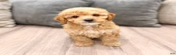 Miniature Poodle dogs for sale: Blaze - Ad 1