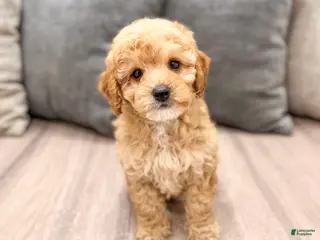 Miniature Poodle dogs for sale: Blaze - Ad 1