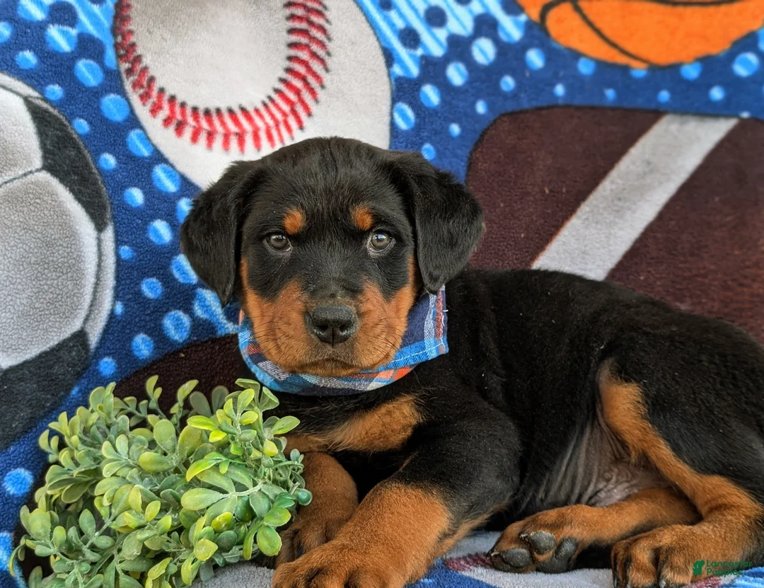 Rottweiler dogs for sale: Bryant - Ad 8