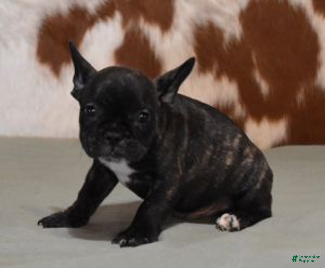 French Bulldog dogs for sale: CASH, BRINDLE MALE - Ad 1