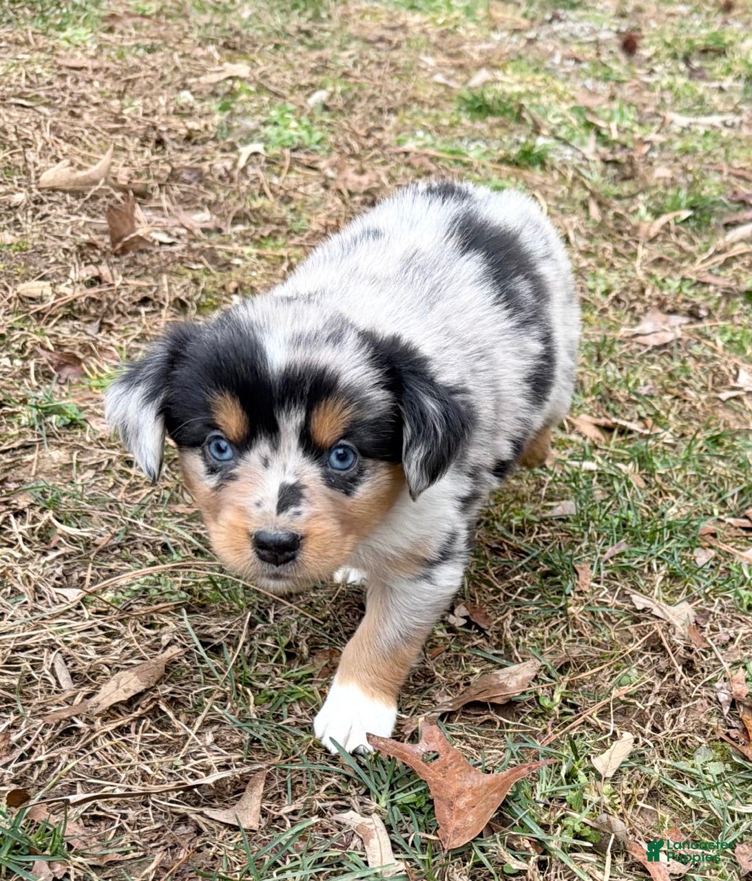 Australian Shepherd dogs Rex - Ad 2