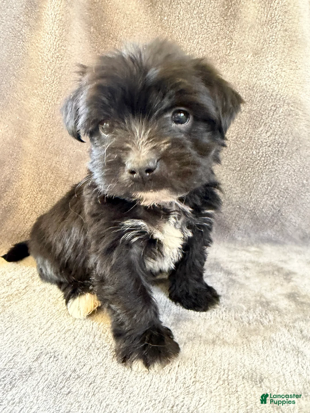 Morkie dogs for sale: Dixon - Ad 1