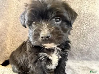 Morkie dogs for sale: Dixon - Ad 3