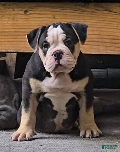 Olde English Bulldogge dogs Olde English Bulldogge Puppy 1 - Ad 1