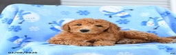 Mini Goldendoodle dogs for sale: Waffle - Ad 2